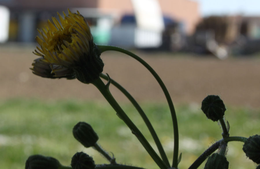 sonchus oleraceus o asper